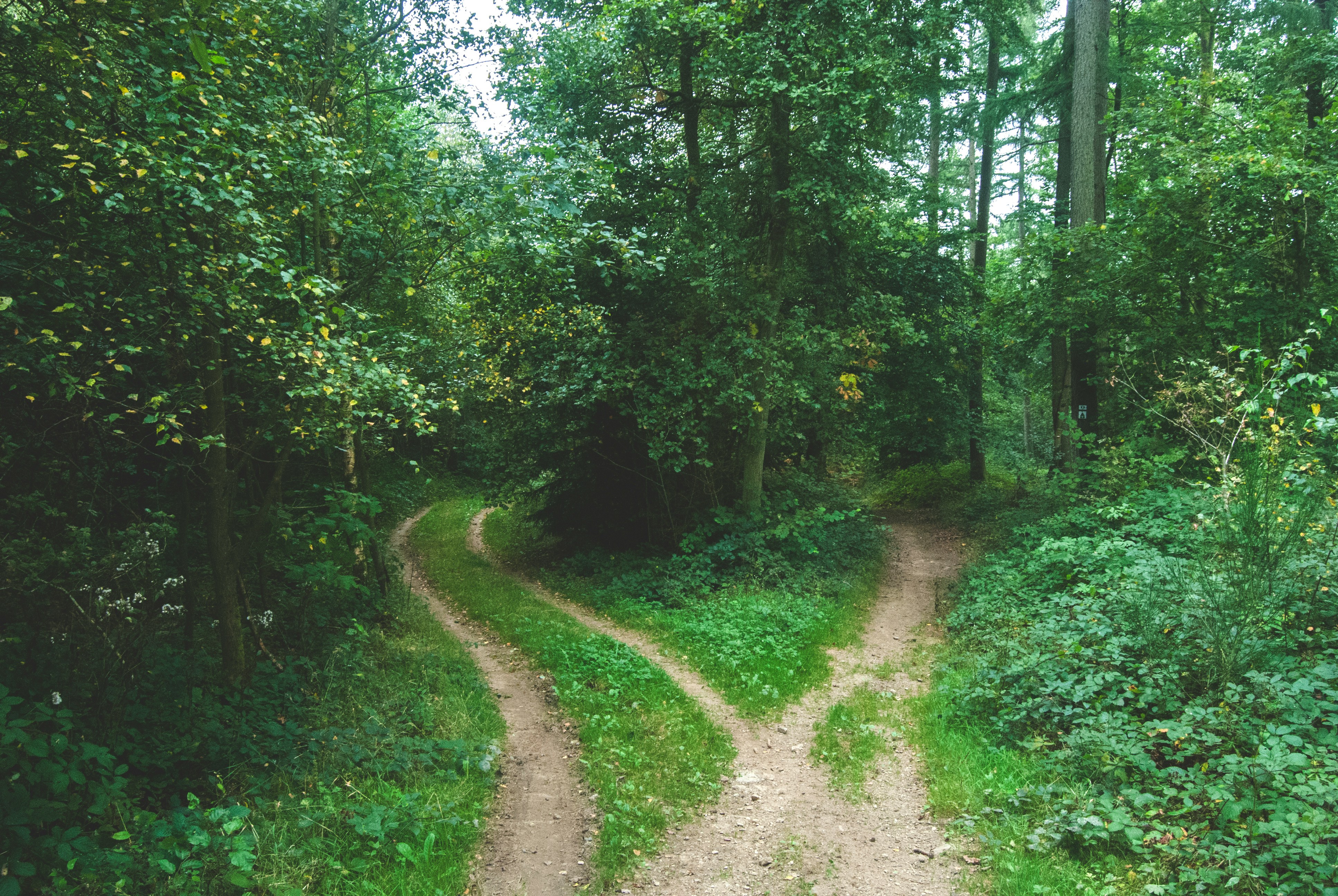 Designing for the Moment of Decision — fork in a forest path